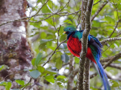 Resplendent Quetzal - male 5 - 2013