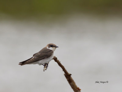 Bank Swallow 2013