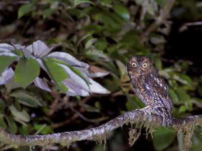 Bare-shanked Screech-Owl 2013