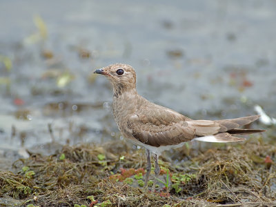 Oriental Pratincole - juvenile