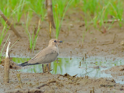 Oriental Pratincole - adult