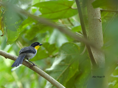 White-naped Brush-Finch - 2013