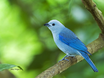 Blue-gray Tanager - 2013