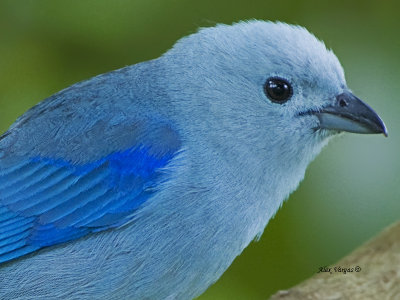 Blue-gray Tanager - 2013 - portrait