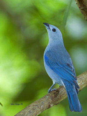 Blue-gray Tanager - 2013 - looking up