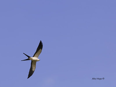 Swallow-tailed Kite - 2013 - 3