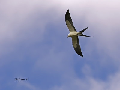Swallow-tailed Kite - 2013 - 2