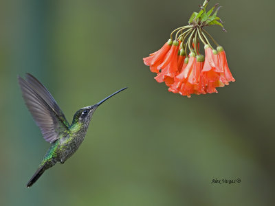 Magnificent Hummingbird - female - 2013