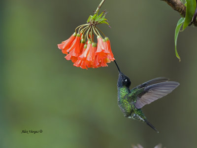 Magnificent Hummingbird - male - 2013 - 2