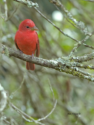 Summer Tanager - male - breed - 2