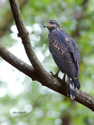 Mangrove Black-Hawk - 2013 - juvenile 2