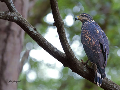 Mangrove Black-Hawk - 2013