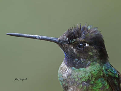 Magnificent Hummingbird - male - profile - 2013