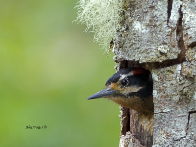 Hairy Woodpecker - 2013 - male - nesting