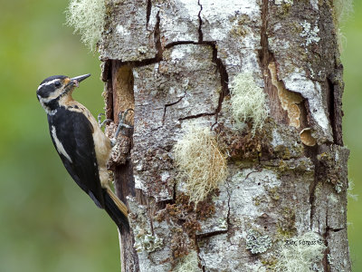 Hairy Woodpecker - 2013 - female