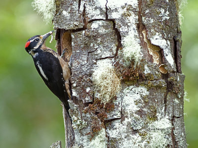 Hairy Woodpecker - 2013 - male