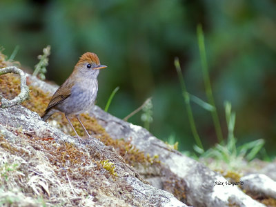 Ruddy-capped Nightingale-Thrush - 2013