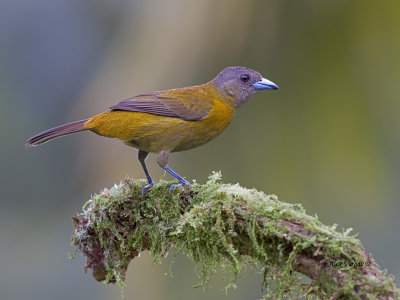 Passerini's Tanager - female - 2013