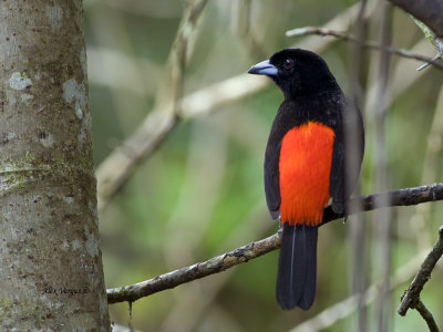 Passerini's Tanager - 2013