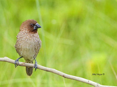 Scaly-breasted Munia -- sp 104
