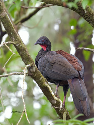 Crested Guan - 2013