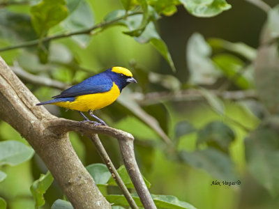 Yellow-crowned Euphonia - 2013