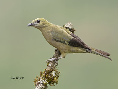 Palm Tanager - 2013 - P