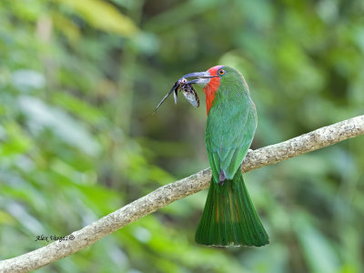 Red-bearded Bee-eater - 3