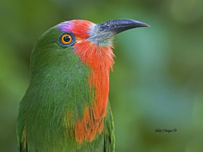 Red-bearded Bee-eater  --  Sp 280