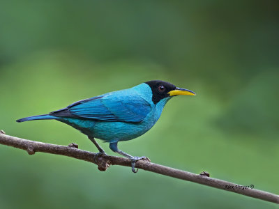 Green Honeycreeper - male - 2013