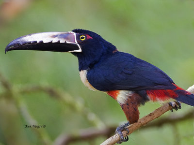 Collared Aracari 2013 - profile