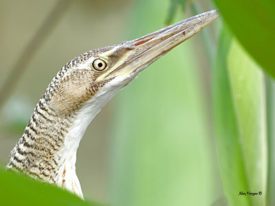 Pinnated Bittern 2013