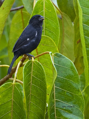 Variable Seedeater - male - 2013 - 2
