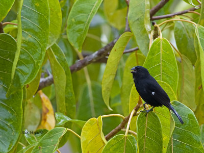 Variable Seedeater - 2013