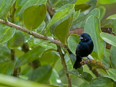 Blue-black Grassquit - male - 2013 - 2