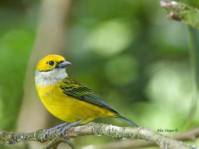 Silver-throated Tanager 2013