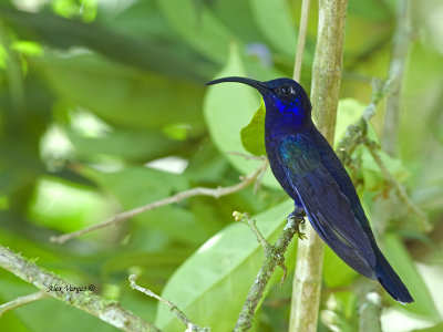 Violet Sabrewing - male - 2013