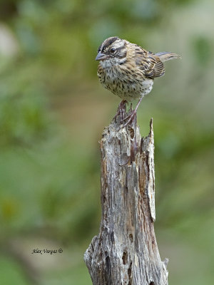 Rufous-collared Sparrow - juvenile 2013