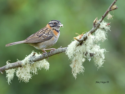 Rufous-collared Sparrow - female 2013