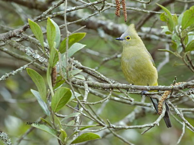 Long-tailed Silky-Flycatcher 2013