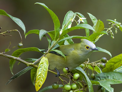 Long-tailed Silky-Flycatcher 2013