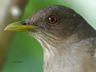 Clay-colored Thrush 2013