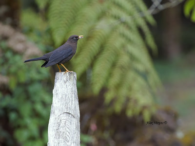 Sooty Thrush -with prey - 2013