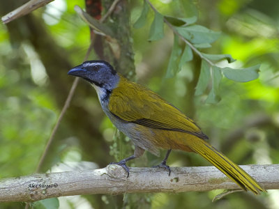 Black-headed Saltator - 2013