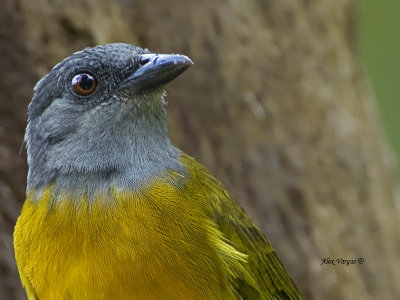 Gray-headed Tanager - portrait - 2013