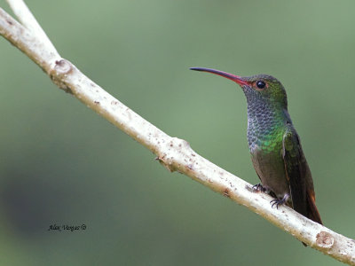 Blue-throated Goldentail - male - juvenile 2013