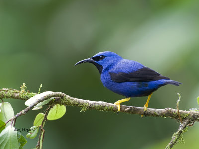 Shinning Honeycreeper - male 2 - 2013