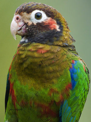 Brown-hooded Parrot - 2013 - profile