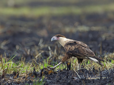 Northern Crested Caracara - juvenile - 2013