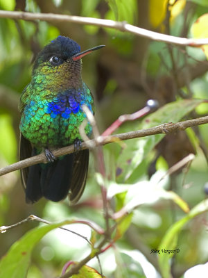 Fiery-throated Hummingbird - 2013 - perched